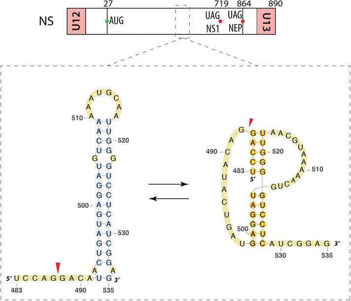 FIGURE 5