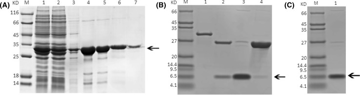 Fig. 5