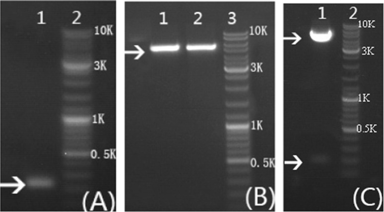 Fig. 2