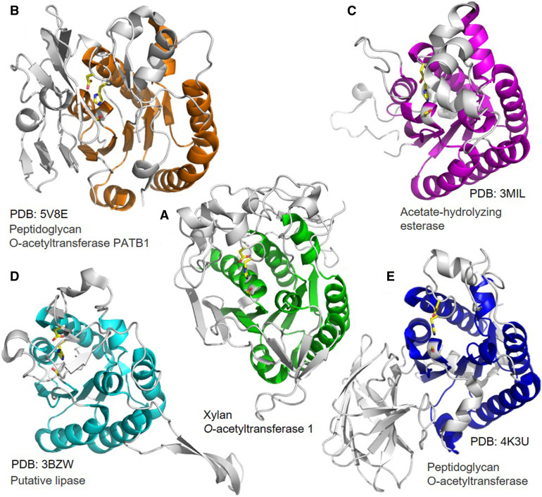 Molecular Mechanism of Polysaccharide Acetylation by the Arabidopsis ...