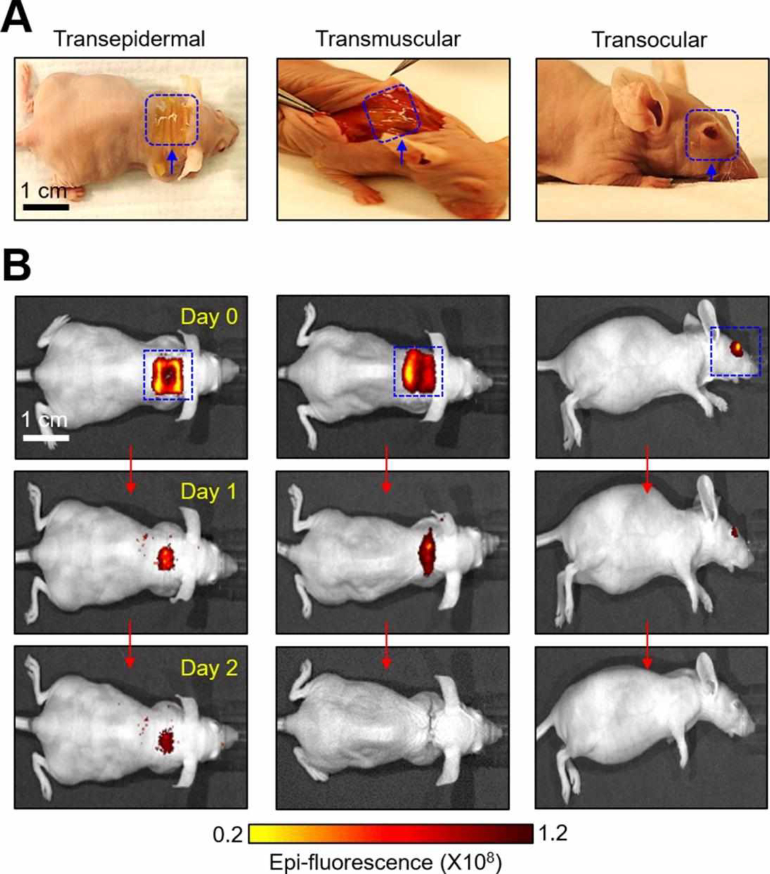 Figure 4.