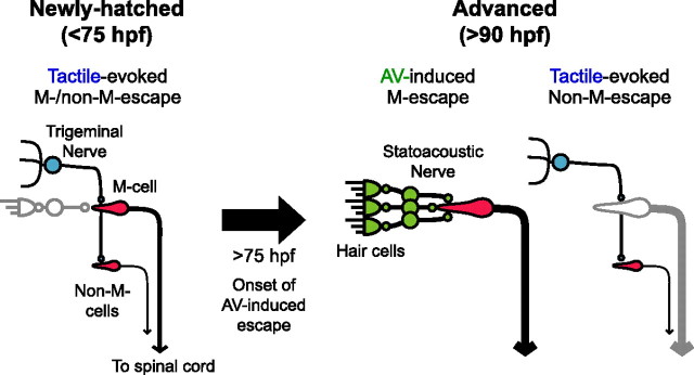 Figure 7.