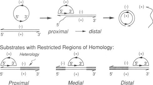 graphic file with name pnas01058-0027-b.jpg