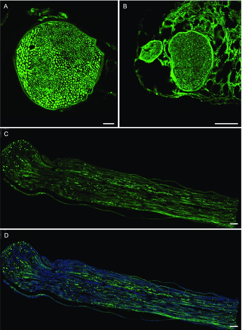 Fig. S5.