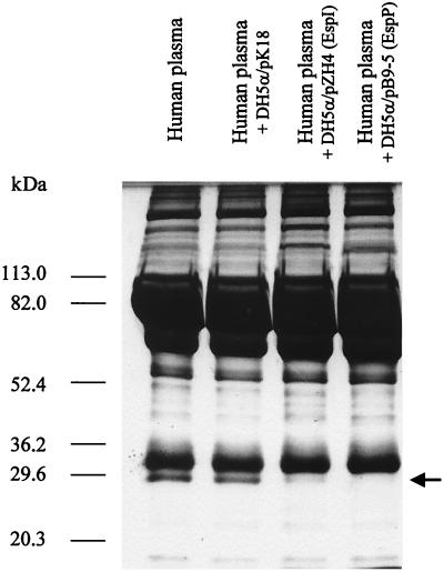 FIG. 6