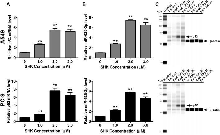 FIGURE 3