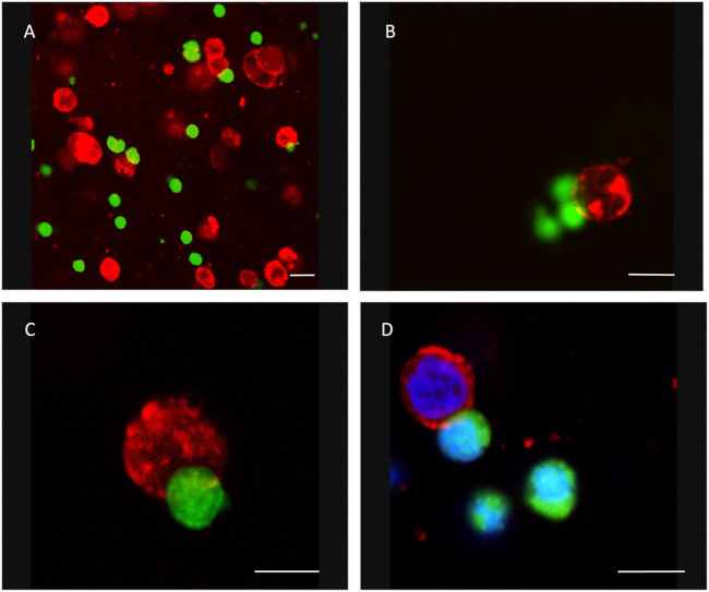 FIGURE 3