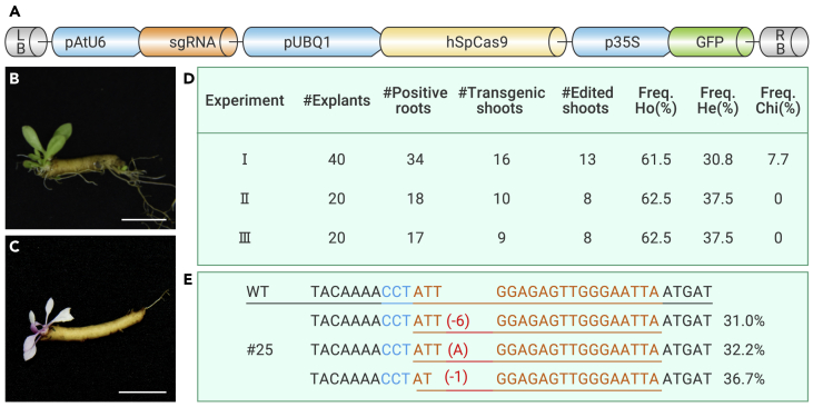 Figure 2