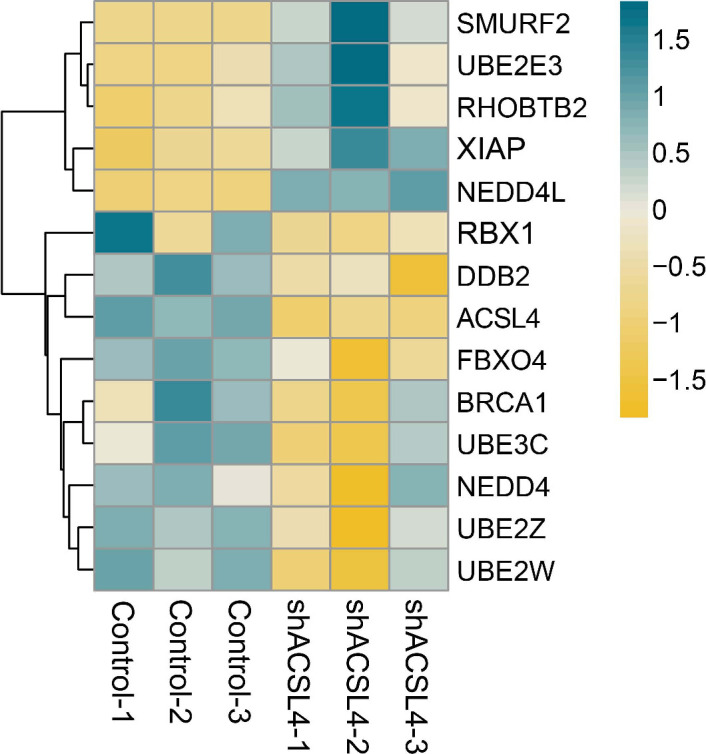 Figure 7—figure supplement 1.