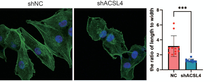 Figure 2—figure supplement 1.