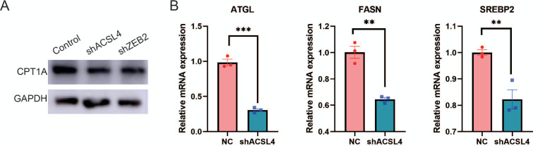 Figure 5—figure supplement 1.