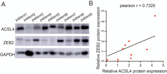 Figure 1—figure supplement 3.