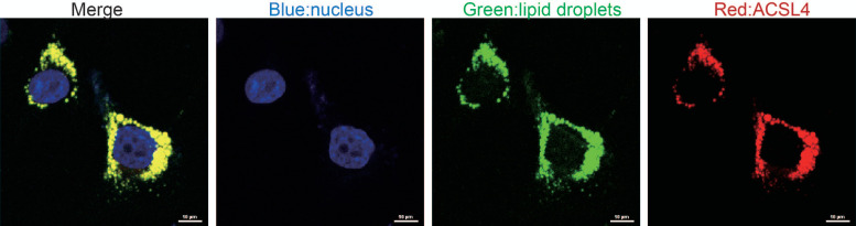 Figure 3—figure supplement 1.