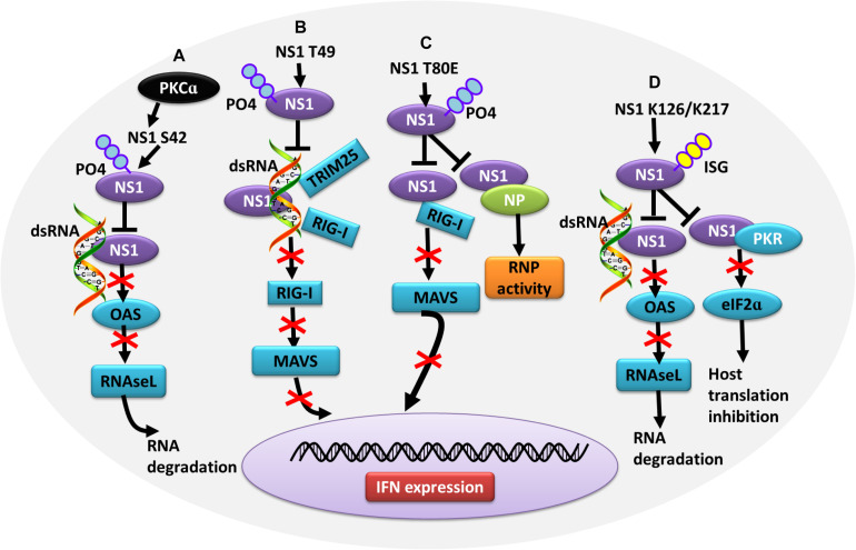 FIGURE 4