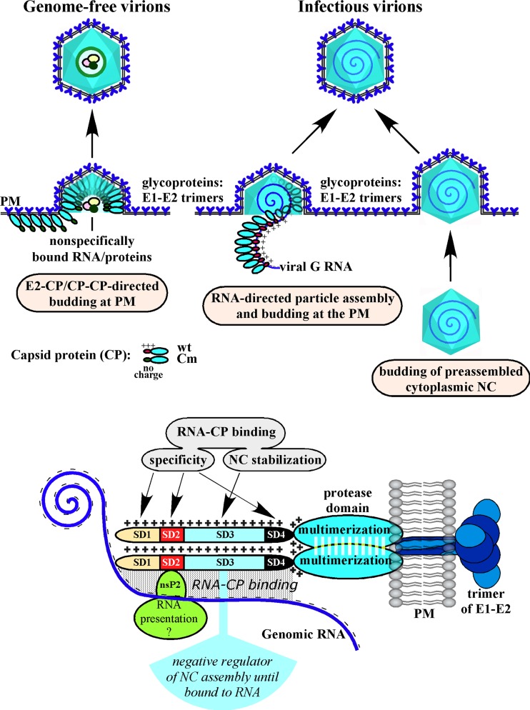 Fig 12