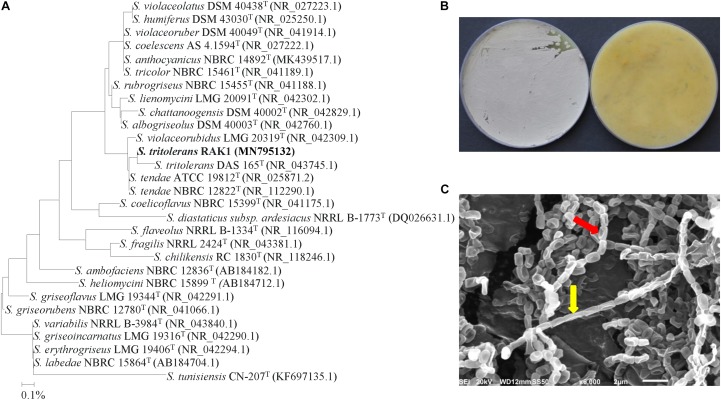 FIGURE 3