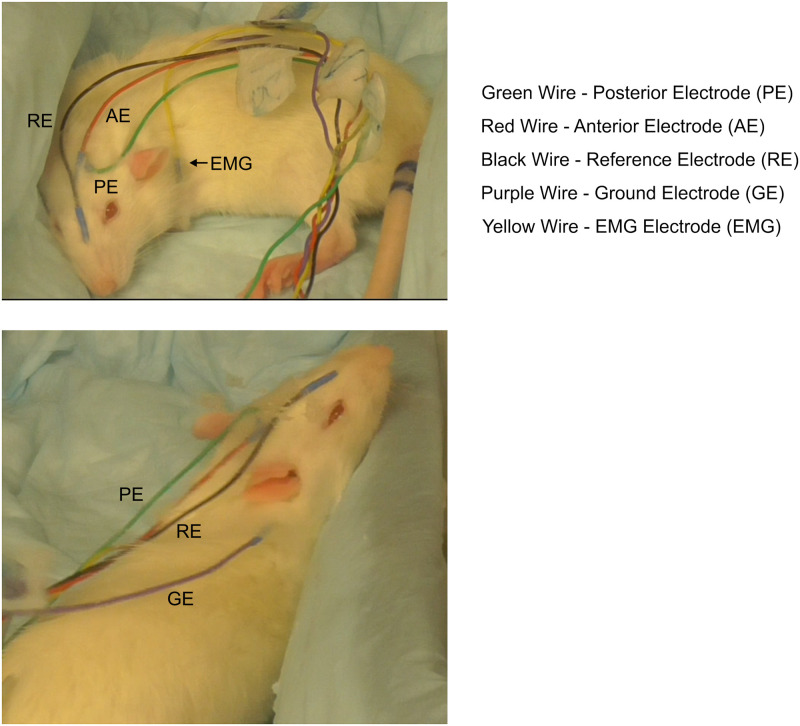 Fig 2