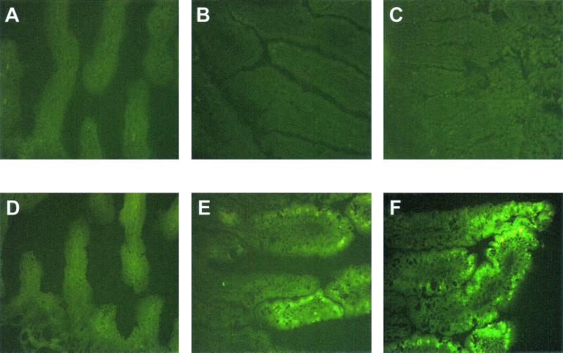 FIG. 8.