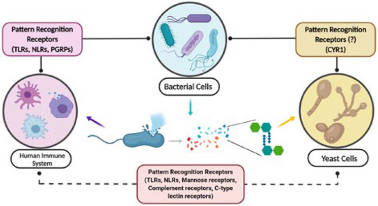 Figure 2: