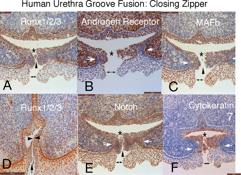 Figure 11.