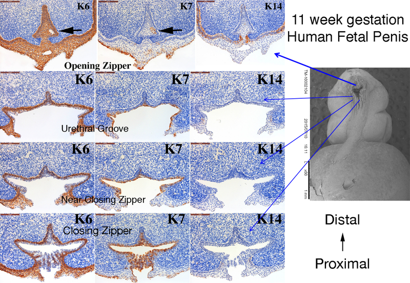 Figure 6: