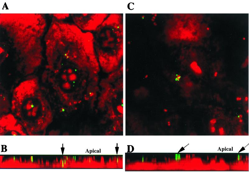 FIG. 3