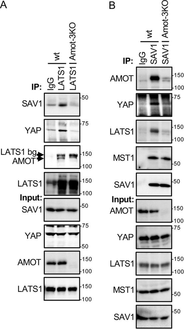 Figure 4.