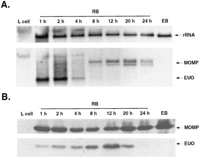 FIG. 1