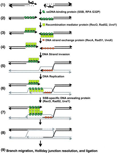 Fig 7.