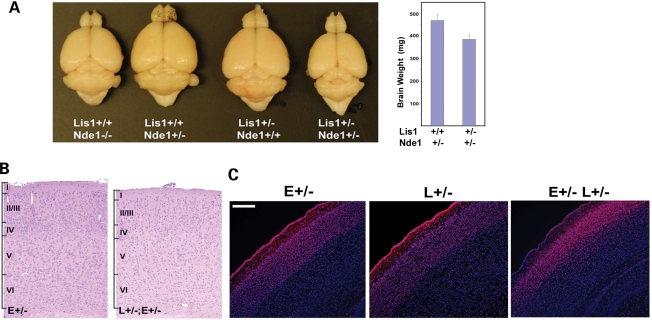 Figure 1.