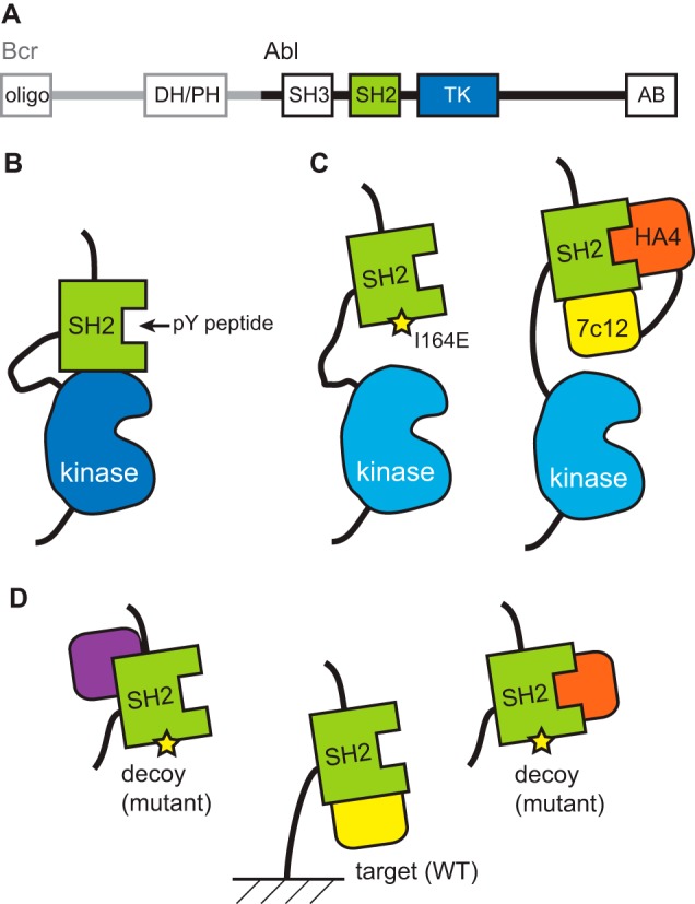 FIGURE 1.