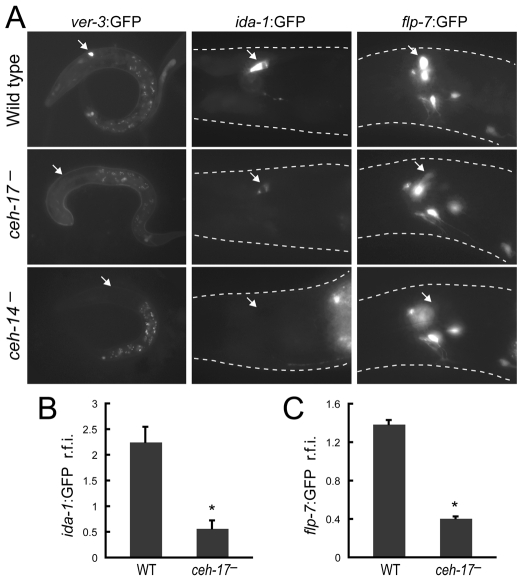 Fig. 3.