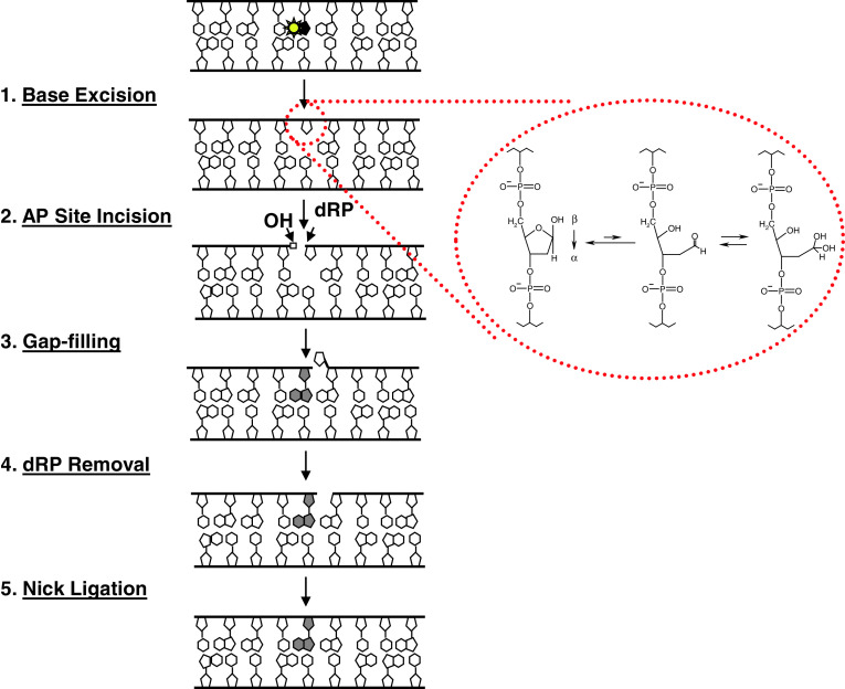 Fig. 1