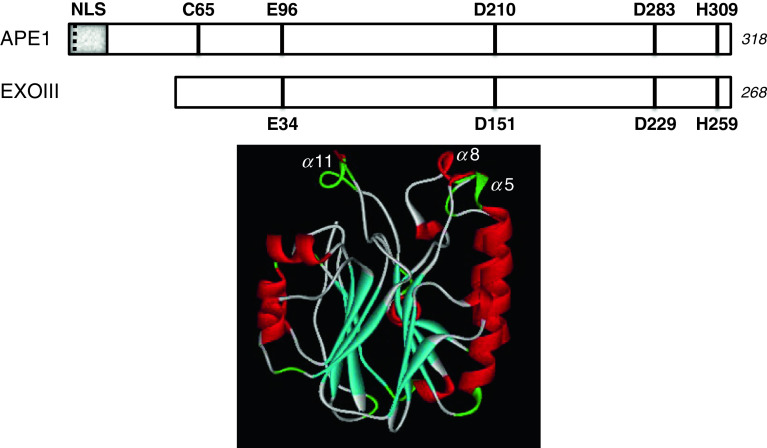 Fig. 2