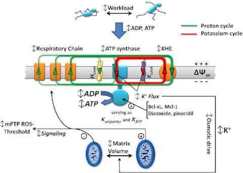 Graphical Abstract