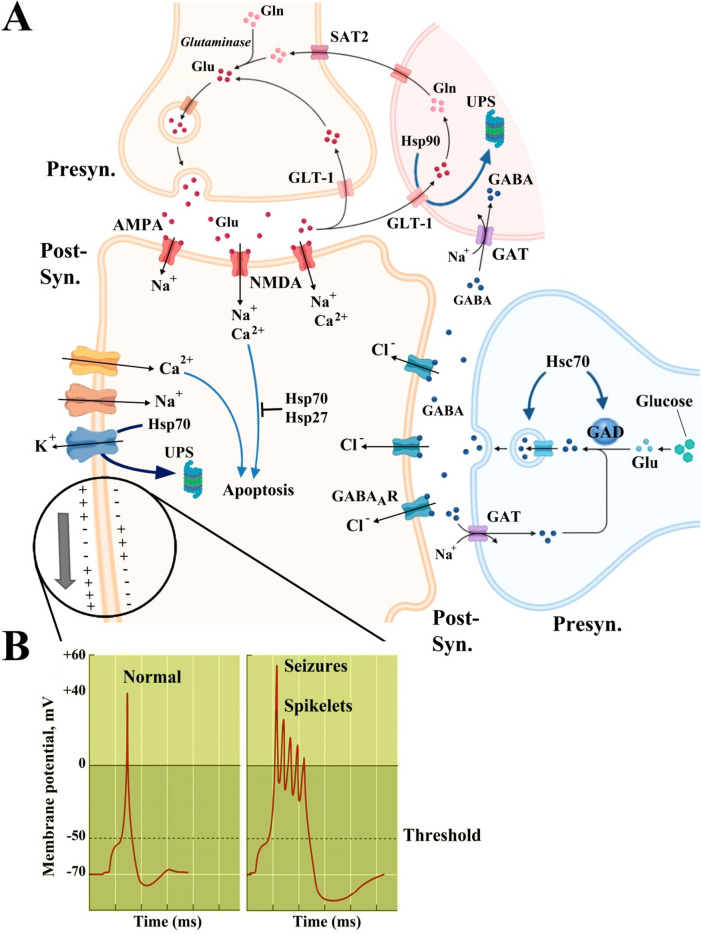 The role of molecular chaperones in the mechanisms of epileptogenesis PMC