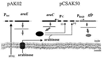 FIG. 1