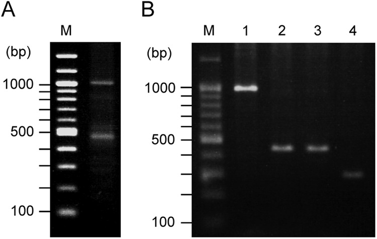 Fig 5