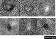 Fig. 8