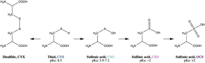 Cysteine Oxidation in Proteins: Structure, Biophysics, and Simulation - PMC