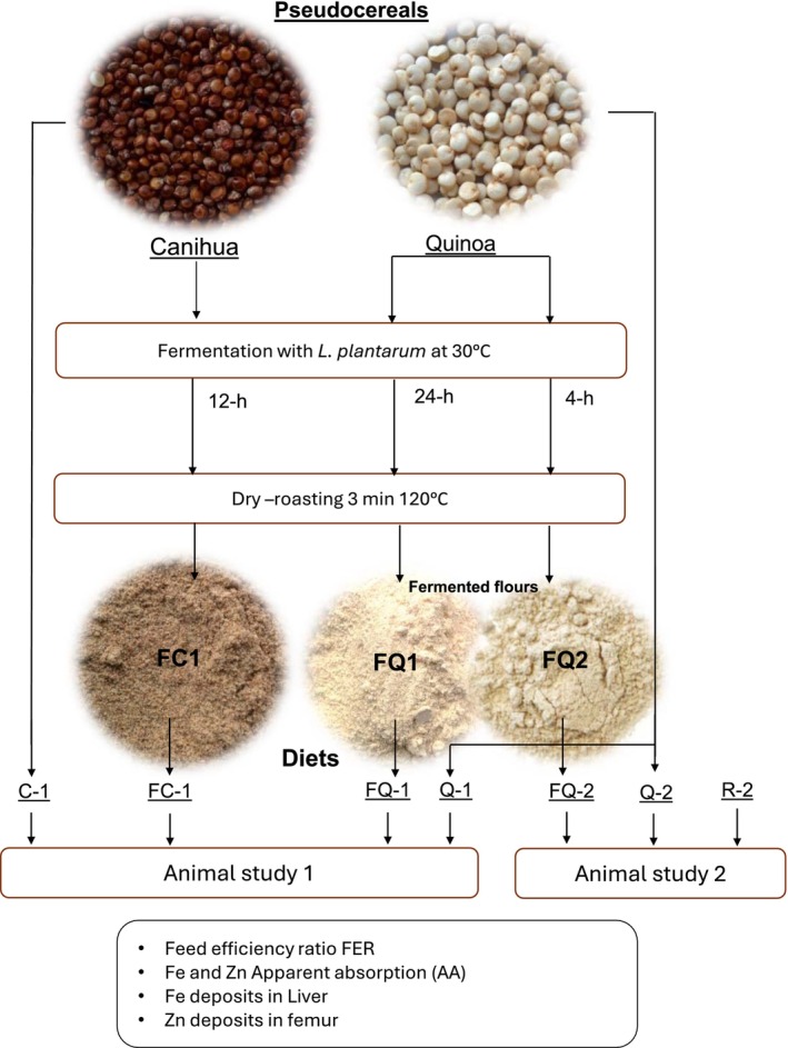 FIGURE 1: Schematic representation of the diets and animal studies