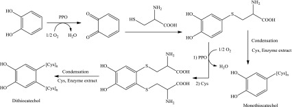 Scheme 2
