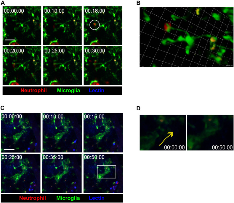 FIGURE 3