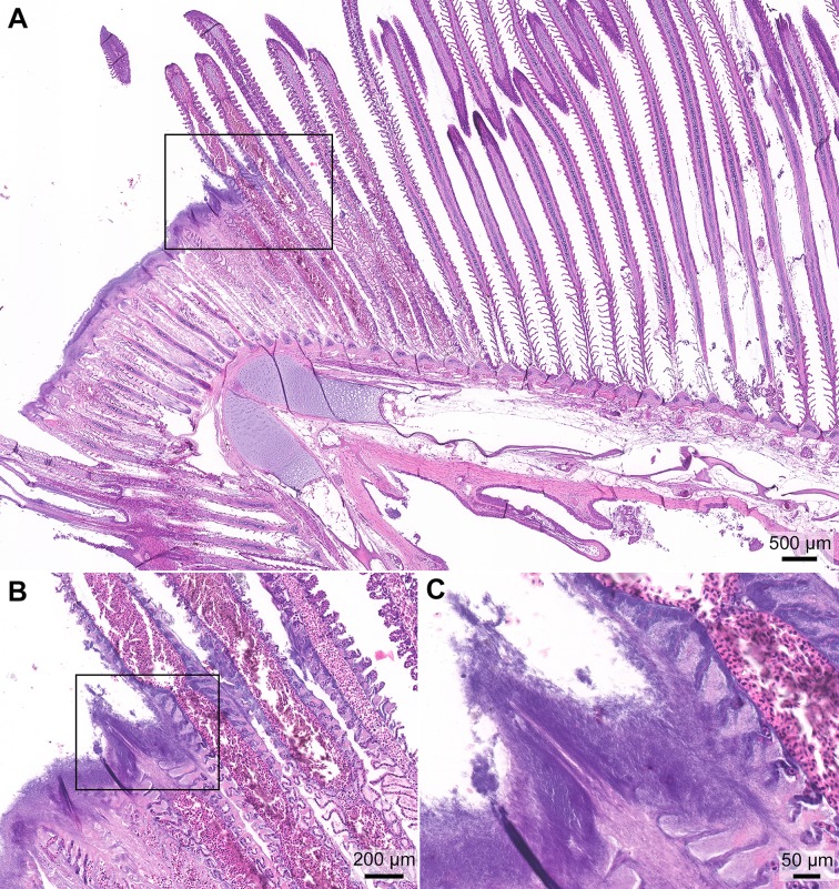 Fig 5