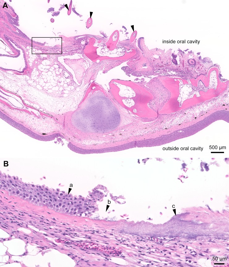 Fig 3