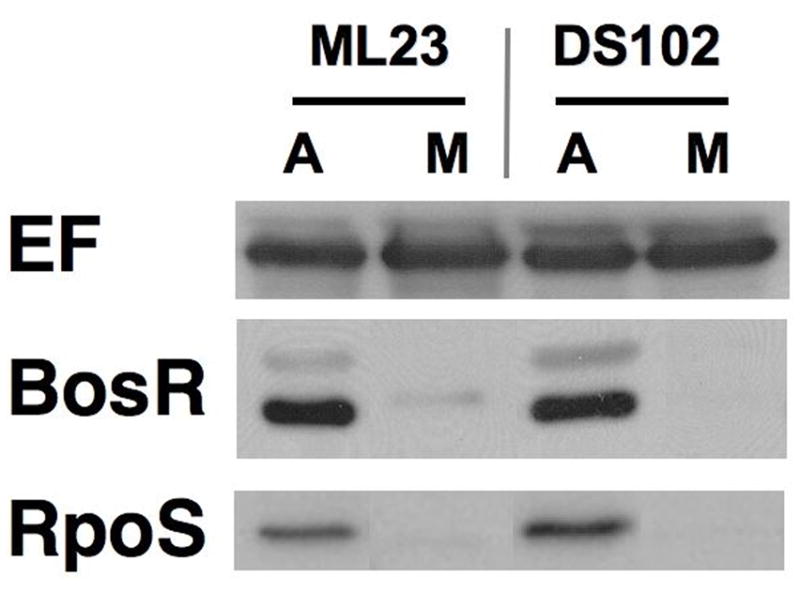 FIG. 6