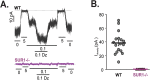 (A) Electrophysiologic tracing of control and mutant patch clamps with pA on y-axis and time on x-axis; changes in [ATP] (mM) or addition of diazoxide indicated below x-axis. Controls show channel responsivity to increasing glucose concentrations and to addition of diazoxide.