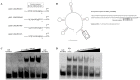 Fig 9