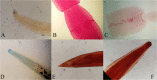 Fig. 2: