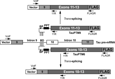 Figure 1.